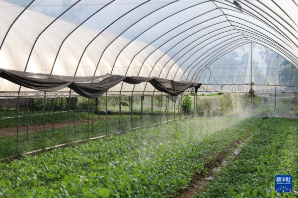申宝策略 通讯丨中国大棚种植技术让老挝金花村焕发新生
